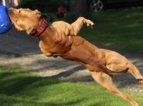 THE BODYBUILDING DOG THAT’S MORE JACKED THAN SOME HUMANS