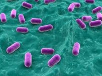 Probiotic May Help Protein Utilization for Improved Recovery and Performance