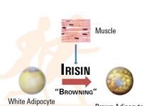 Strength training boosts irisin levels