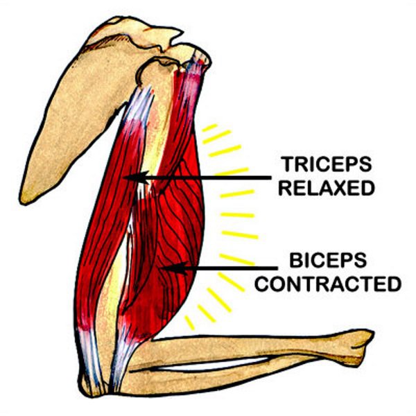 Бицепс и трицепс и локтевая. Трицепс. Бицепс и трицепс. Бицепс и трицепс это мышцы. Строение трицепса.